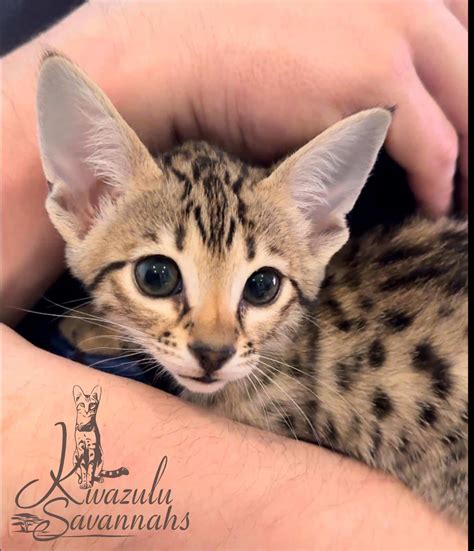 Are Savannah Cats Hypoallergenic? - Kwazulu Savannahs - Savannah