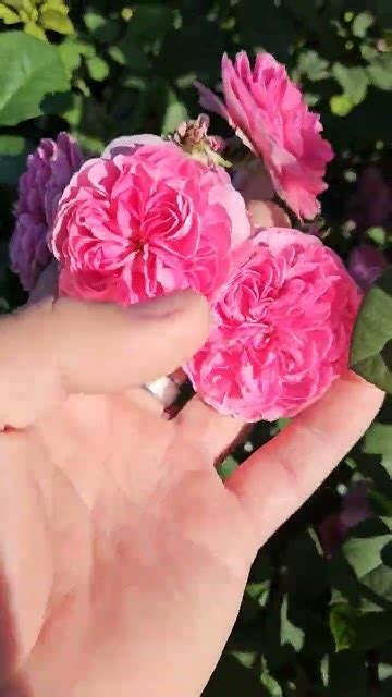 Роза Аллегро. Питомник роз. #питомник #розы #питомникроз #rose #саженцы ...