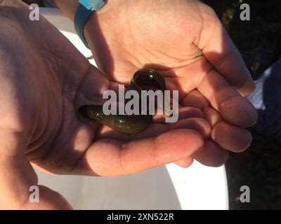 black prickleback xiphister atropurpureus actinopterygii stock photo