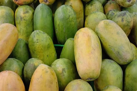 kisah pepaya california  pepaya bangkok