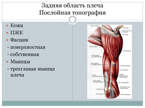 Топографическая анатомия верхней конечности - презентация онлайн