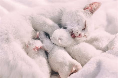 Can Cats Eat After Anesthesia at Sandra Madrigal blog