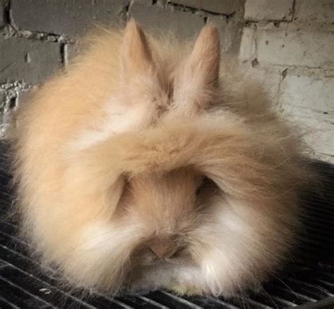 Cream English Angora rabbit - UK National Angora Rabbit Club
