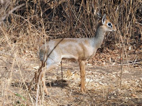 "Dik Dik" Bilder – Durchsuchen 458 Archivfotos, Vektorgrafiken und ...