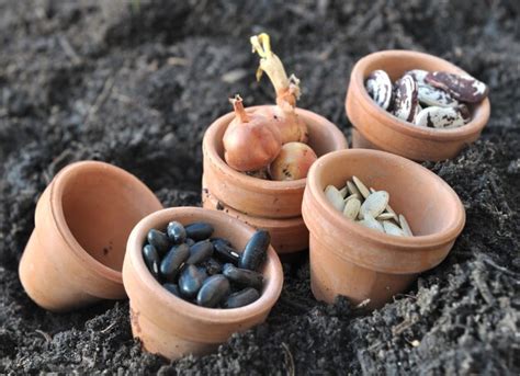premium photo seeds  pots