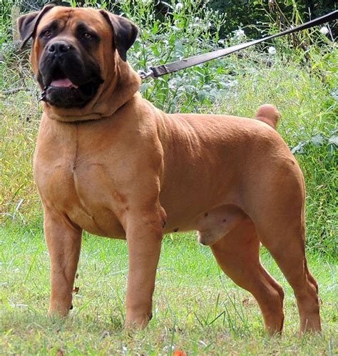 Boerboel - Temperament, Lifespan, Shedding, Puppy