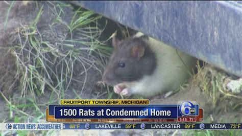 1500 rats living around condemned home - 6abc Philadelphia