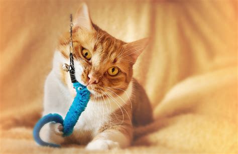 The best toys for cats. - Anivive Lifesciences