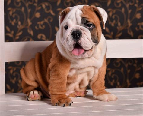 Best English Bulldog Joints at Caitlyn Buvelot blog