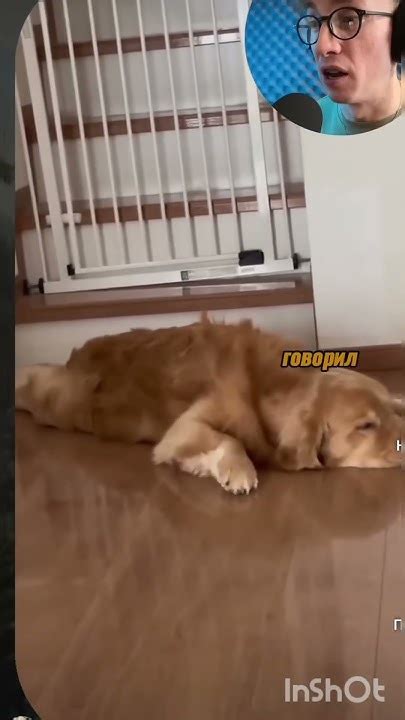 Вирусные видео - YouTube