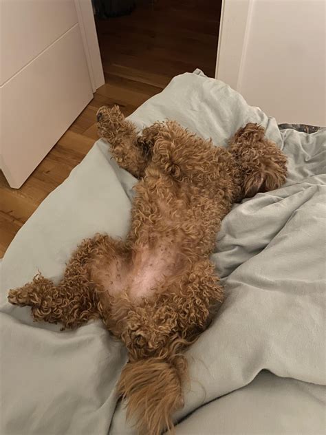 He so like sleep for strange pose 🤣 : r/Poodle