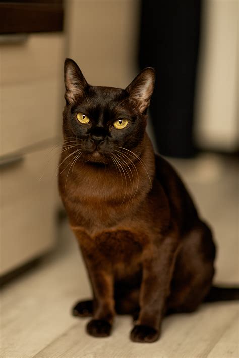 Burmese Cat Wallpapers - Wallpaper Cave