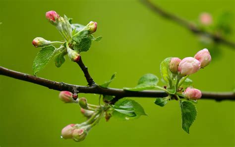 Buds Wallpapers - Wallpaper Cave