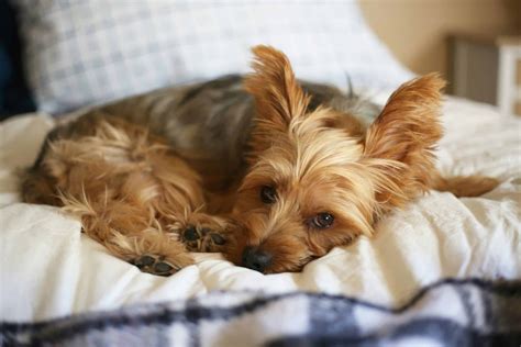 Teacup Yorkie Breed Info: Traits, Origin & Health Guide