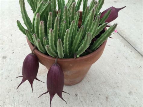 stapelia leendertziae black bells world  succulents