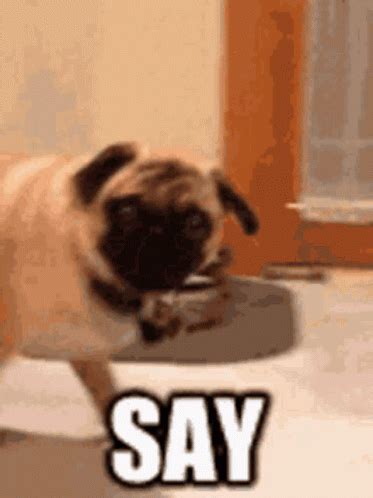 Pug GIF - Pug - Discover & Share GIFs