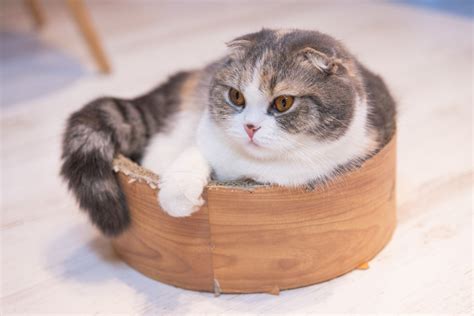 The Fluffy Munchkin Cat: Breed Overview 😻