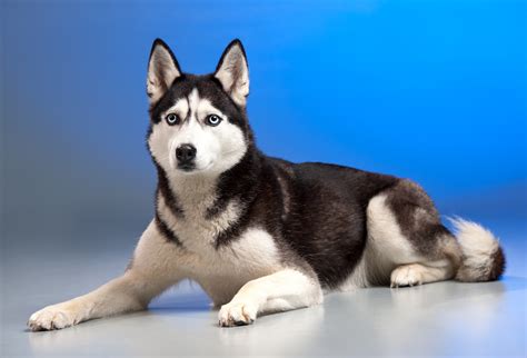 Que Perro Parece Un Husky Miniatura O Malamute