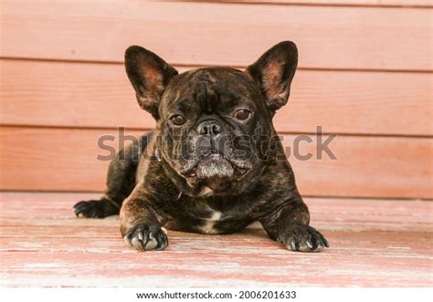 3,707 Brindle French Bulldog Images, Stock Photos & Vectors | Shutterstock