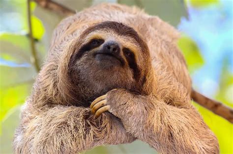 Sloth Stock Photos, Royalty Free Sloth Images | Depositphotos