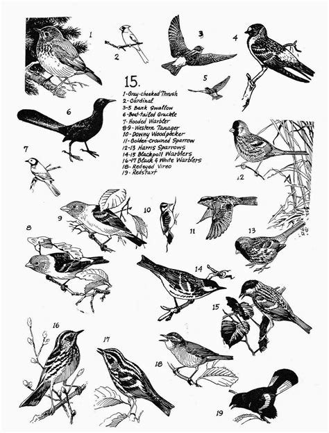 Lunagirl Moonbeams by Lunagirl Vintage Images: Free Bird Drawings!