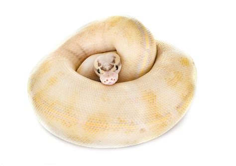 premium photo ball python  studio