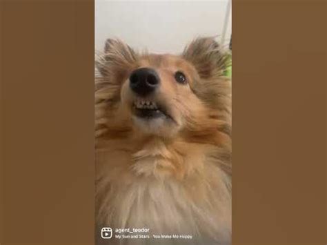 Самый счастливый щенок #шелти #собака #щенок #sheltie - YouTube