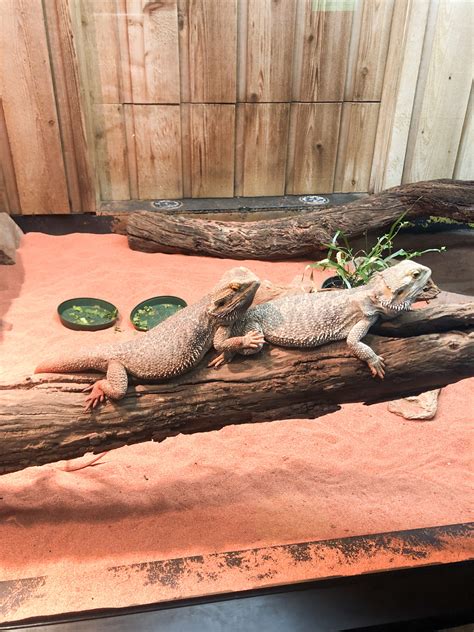 Sharing all the Safety Protocols and Procedures at the Toronto Zoo