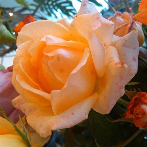 #роза #красота | Flowers, Rose, Plants