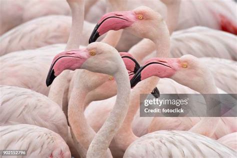 Flamingos Africa Photos and Premium High Res Pictures - Getty Images