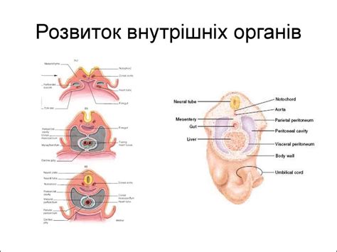 Будова та розвиток чоловічих і жіночих статевих органів - презентация ...
