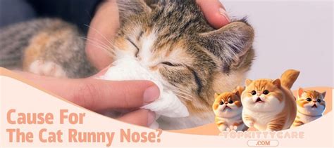 Cause For The Cat Runny Nose? - Top Kitty Care