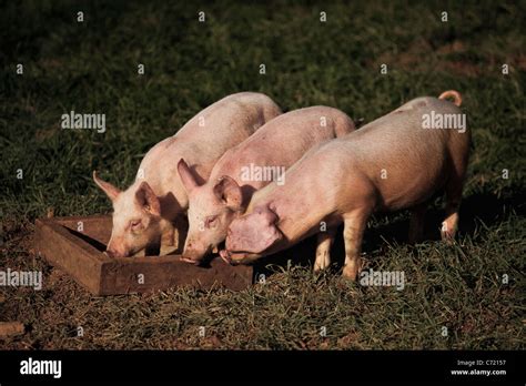 Pigs eating form trough Stock Photo - Alamy