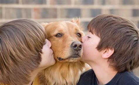 10 Things to Know Before Adopting a Pet - petopic