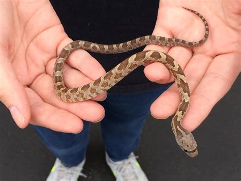 z OUT OF STOCK - TEXAS RAT SNAKE - CB, Elaphe obsoleta lindheimeri