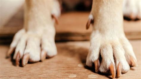 how to stop bleeding on dogs nails
