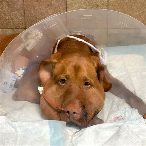 Timber Rattlesnake Bite