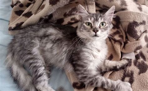 Mia Meow Page