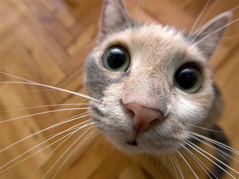Silly Cats Wallpapers - Wallpaper Cave