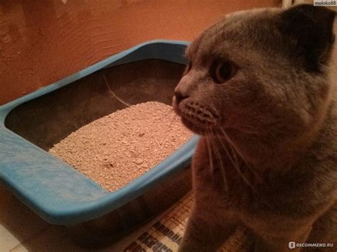 Наполнитель для кошачьего туалета Ашан "Каждый день" Комкующийся ...