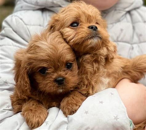 Кавапу Булочка - Клуб Happy Puppy