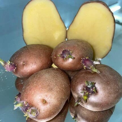 Купить семенную картошку (картофель Суперэлита) – ЭТК Меристемные культуры