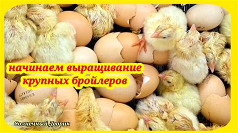 Бройлеры. Начинаю выращивание крупных бройлеров. - YouTube