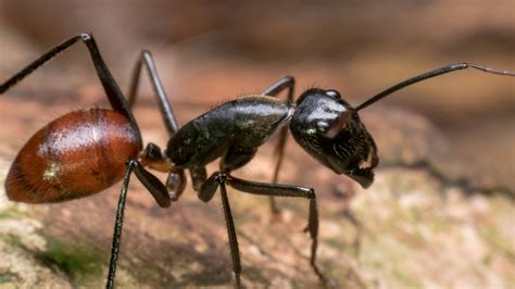 Real Giant Ants