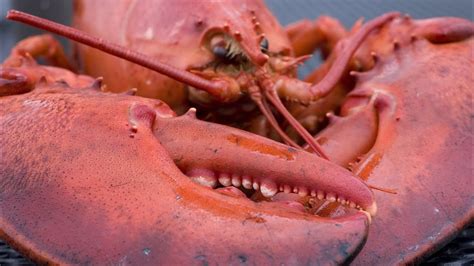 Американский омар - American Lobster (Энциклопедия животных) - YouTube