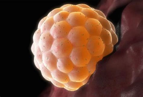 Implantace embrya
