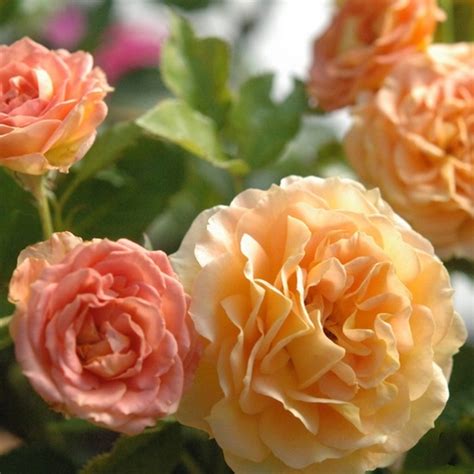 Cappuccino ® | Roses' Name