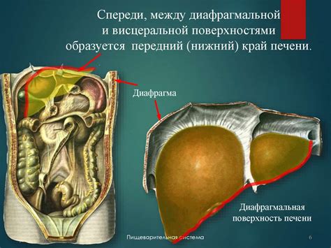 Печень. Жёлчный пузырь. Поджелудочная железа - презентация онлайн