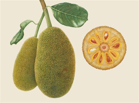 Artocarpus heterophyllus (Jackfruit) 2020 | Brigid Edwards