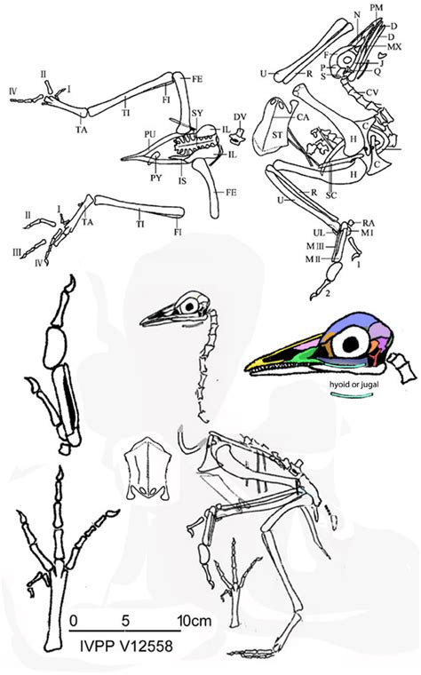 Yanornis, Apsaravis, Juehuaornis, Changzuiornis and Ichthyornis